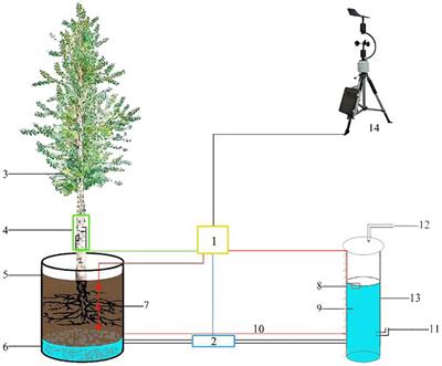 Verification of sap flow characteristics and measurement errors of Populus tomentosa Carr. and Salix babylonica L. based on the liquid level equilibrium method